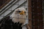 Eagle Rescue Center