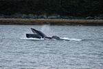 Humpback Whales